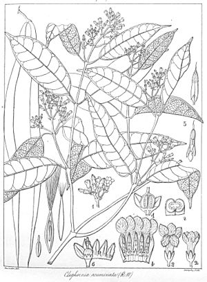 Cleghornia acuminata