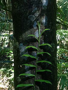 Climber Pothos brownii on tree trunk rainforest discovery track