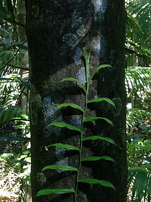 Climber Pothos brownii on tree trunk rainforest discovery track