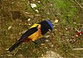 Cnemathraupis aureodorsalis Golden-backed Mountain-tanager
