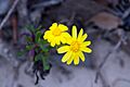 Coast groundsel Senecio pinnatifolius (8259047669)