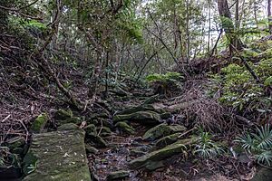 Coonong Creek Bushland Reserve Gymea Bay