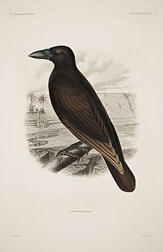 Corvus hawaiiensis