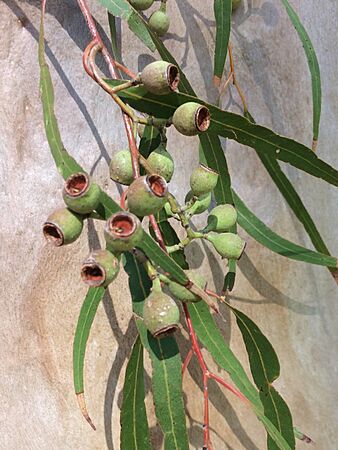Corymbia citriodora - shedding bark 5