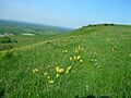 Cowslips on Firle escarpment