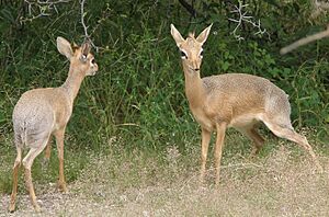 Dikdik