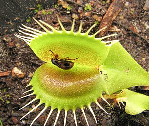 Dionaea Paria beetle