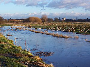 Doxey Marshes 2.JPG