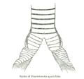 DryotriorchisSyrinx