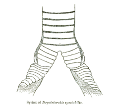 DryotriorchisSyrinx