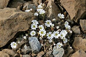 Edmondston's Chickweed, Keen of Hamar CRW 2437