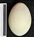 Egretta alba MWNH 0917