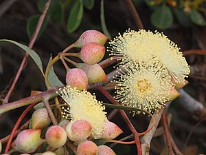 Eucalyptus crucis buds