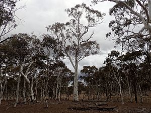 Eucalyptus elliptica habit.jpg