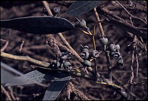 Eucalyptus yalatensis fruit