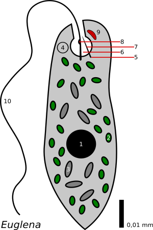 Euglena - schema