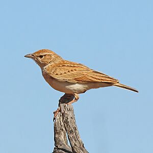 Fawn-coloured lark (Calendulauda africanoides africanoides) 2.jpg