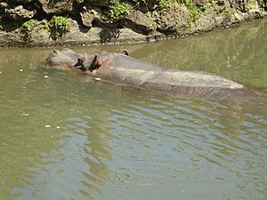 Female Hippo - Snorkel Auckland Zoo