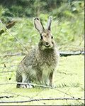Flickr - Oregon Department of Fish & Wildlife - snowshoe hare swart odfw crop.jpg