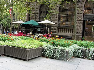 Flower stalls in Martin Place