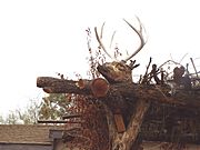 Fort McDowell Yavapai Nation-Yavapai resting structure reindeer head