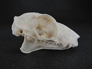Galeopterus varigatus Skull