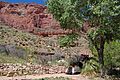 Grand Canyon National Park Indian Garden CG