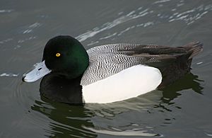 Greater-scaup-male2
