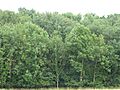 Hay Wood, Whepstead 5