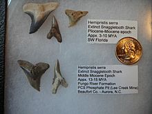 Hemipristis serra snaggettoth shark teeth 007