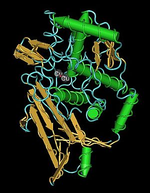Hemocyanin2