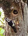 Himalayan Woodpecker- Pair at nest I3 IMG 3932