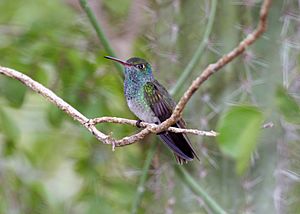 Honduran Emerald (Amazilia luciae) (2495402213).jpg