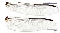 Ictinogomphus australis female wings (35059949695)
