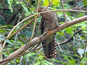 Indian Cuckoo (J).jpg