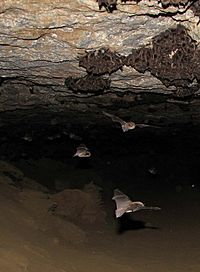 Indiana Bats (Myotis sodalis)