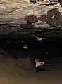 Indiana Bats (Myotis sodalis)