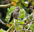 Juvenile Annas Hummingbird at San Francisco Botanical Garden - Sarah Stierch - E
