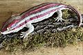 Kawekaweau Gecko Hoplodactylus delcourti 4.jpg