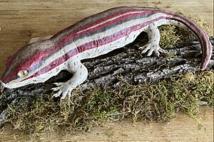 Kawekaweau Gecko Hoplodactylus delcourti 4