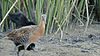 King Rail and young (8425428230).jpg