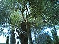 La mortella olive tree