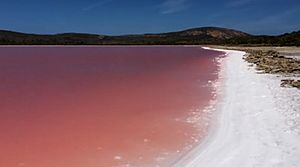 Lake Hillier Shoreline Pink Hue Salt Deposite