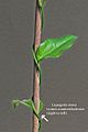 Lapageria rosea twining