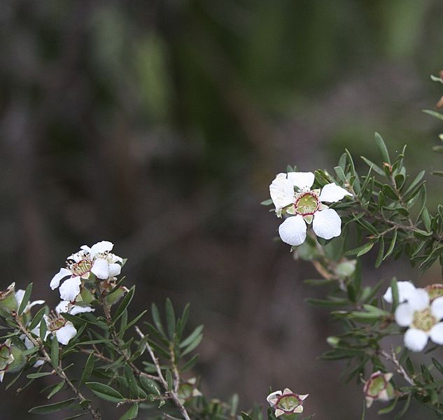 Leptospermum juniperinum
