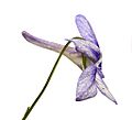 LongSpurredViolet