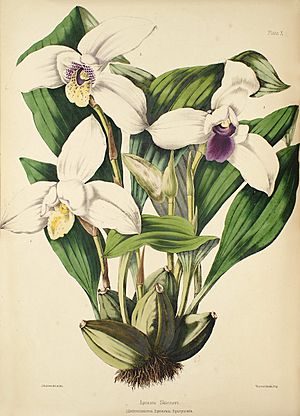 Lycaste skinneri - Warner, Williams - Select orch. plants 1, pl. 10 (1862-1865).jpg