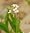 Arabidopsis lyrata, lyrate rockcress, Europe Bay woods
