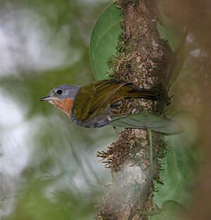 Madanga ruficollis, Buru, Indonesia.jpg