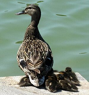 Mallard and ducklings